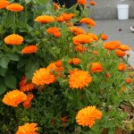 Calendula orange Calendula Flowers