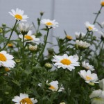 Paludosum Daisies Winter-Blooming Paludosum Daisies