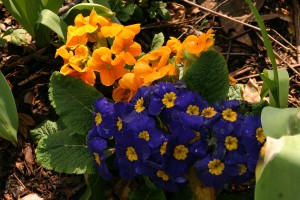 cheerful-primroses cheerful-primroses