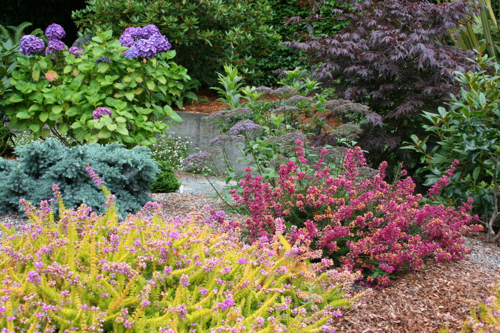 Erica 'Lime Soda' in the Leonard garden in Eureka (Designed by Ryan Scott).