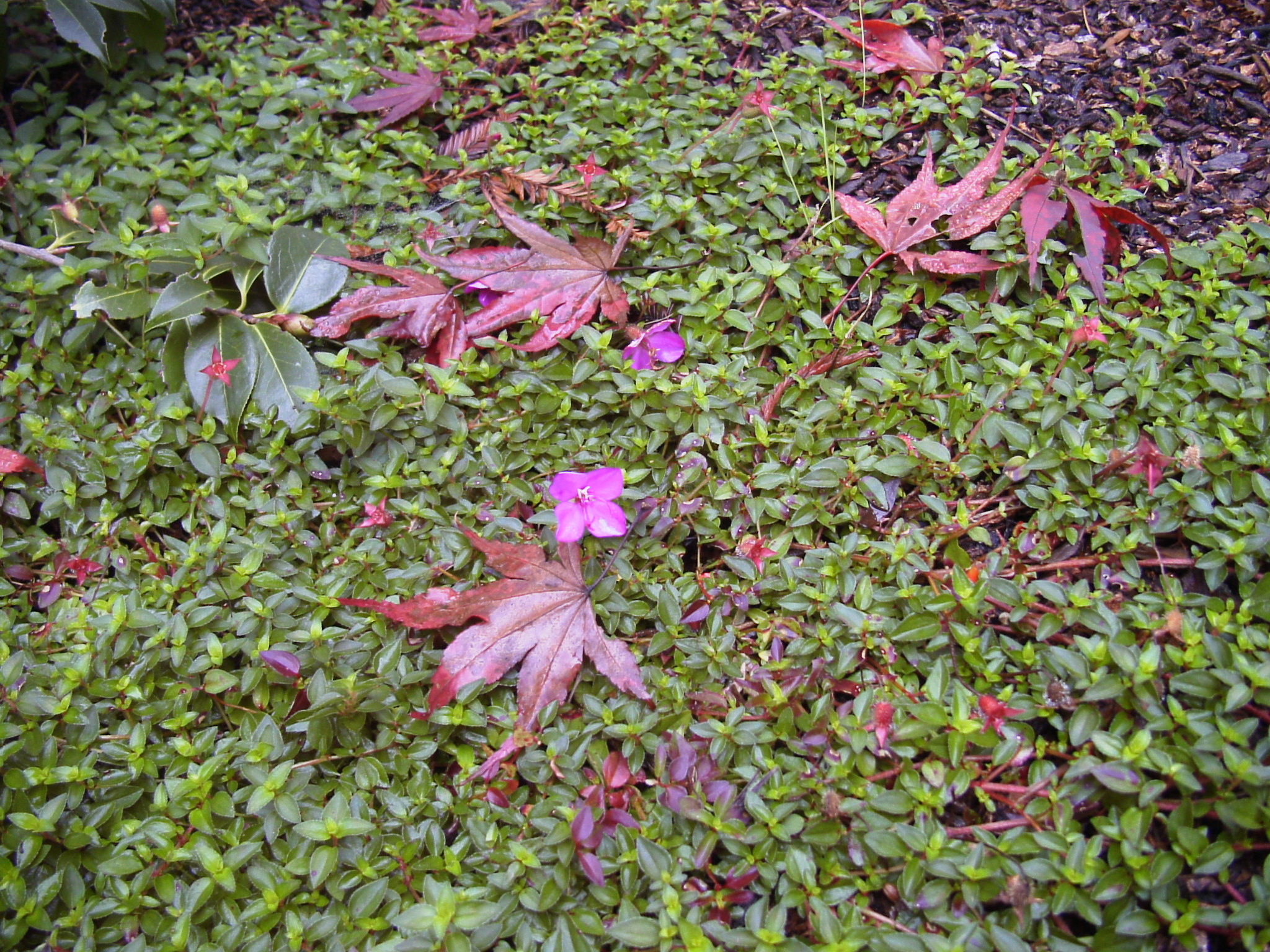 spanish-shawl-in-autumn