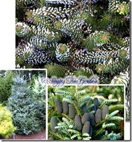 Abies koreana 'Horstmann Silberlocke'