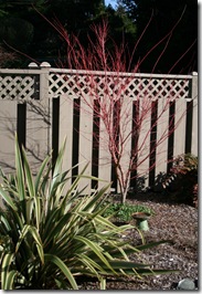 Acer palmatum 'Sango Kaku'