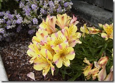 Alstroemeria 'Princess Angela'