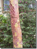 Arbutus unedo bark