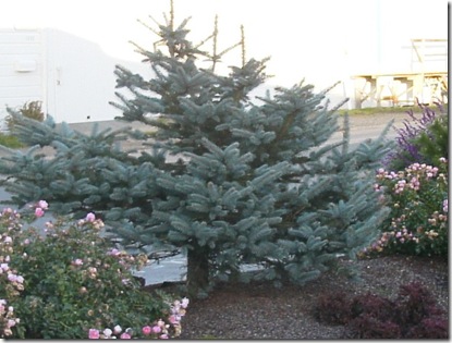 Blue Spruce with Flower Carpet Rose