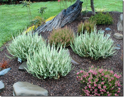 Calluna vulgaris 'Velvet Fascination'