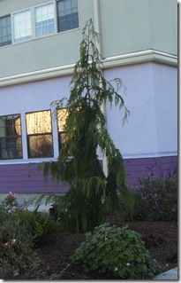 Chamaecyparis nootkatensis 'Jubilee'