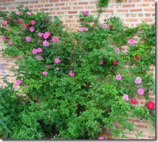 Climbing Rose Wall by Linda N.