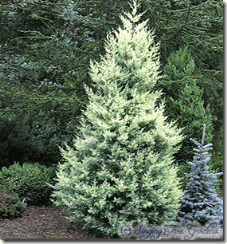 Cupressus glabra 'Chaparral'