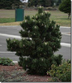 Pinus thunbergii 'Thunderhead'