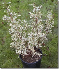 Rhamnus alaternus 'Variegata'