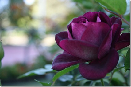 Burgundy Iceberg Rose photo by mezuni on Flickr Burgundy Iceberg Rose photo by mezuni on Flickr