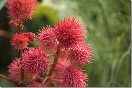 Castor Bean Plant photo by Pro-Zak on Flickr