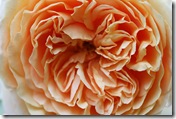 David Austin Rose photo by rdoroshenko on Flickr