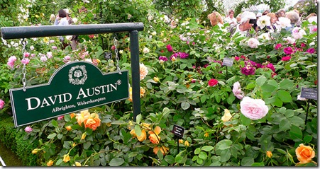 David Austin Roses photo by Wolfiewolf on flickr David Austin Roses photo by Wolfiewolf on flickr