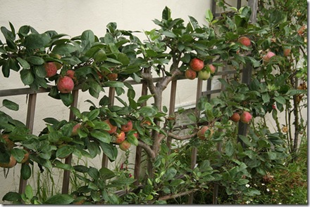 Espaliered Apples photo by pipiwildhead on Flickr