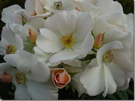 Sally Holmes Rose photo by sportsilliterate on Flickr Sally Holmes Rose photo by sportsilliterate on Flickr
