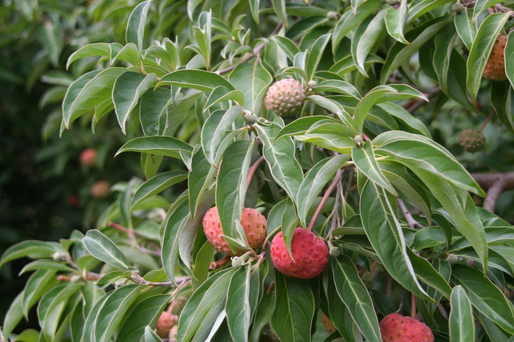 Cornus capitata Evergreen Dogwood
