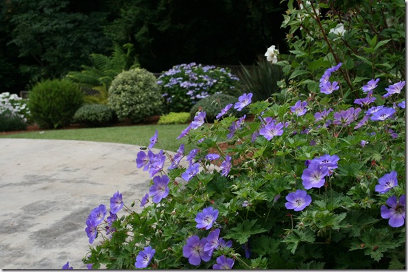 Geranium 'Rozanne' in forground highlighting the Lacecap Hydrangea