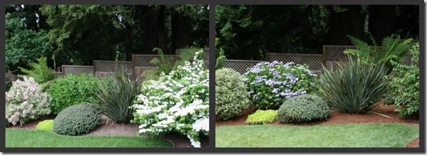 Spring and Summer Viburnum and Hydrangea