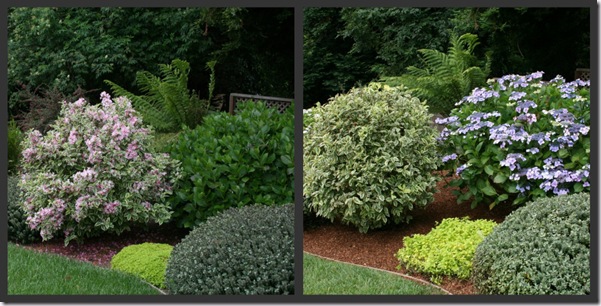 Spring and Summer Weigela to Hydrangea