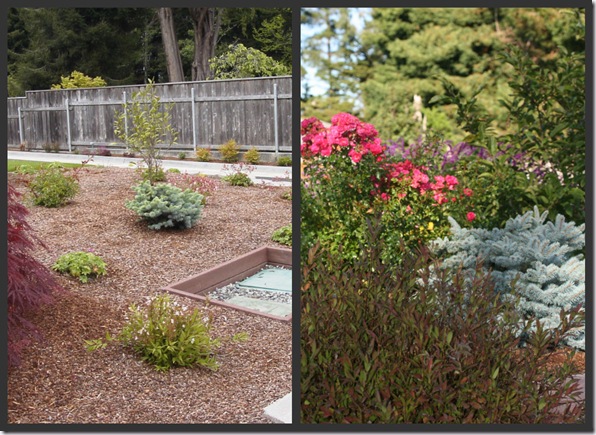 Three Years Later - Deutzia, Spruce, Rose