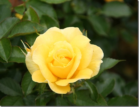 Yellow Rose