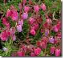 Daboecia 'Waley's Red from Singing Tree Gardens