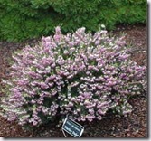 'Darley Dale' Erica darleyensis Nov-Feb Pink