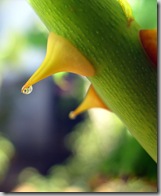 Every Thorn Has Its Rose by peasap on Flickr