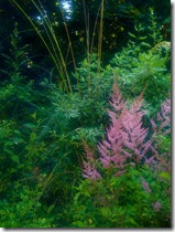 Astilbe photo by IrishFireside on Flickr Via CC Attribution License