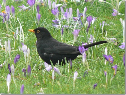 Blackbird in Crocus photo by Neil Phillips on Flickr Blackbird in Crocus photo by Neil Phillips on Flickr