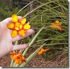 Crocosmia 'Emily McKenzie'
