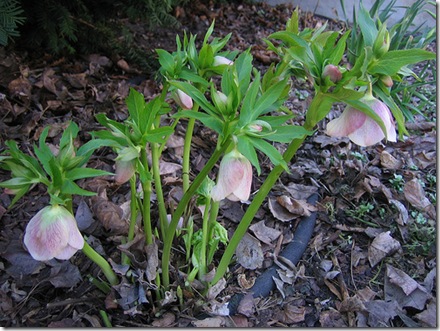 Hellebore photo by Linda N. on Flickr Hellebore photo by Linda N. on Flickr