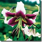 Lilium 'Leslie Woodriff'