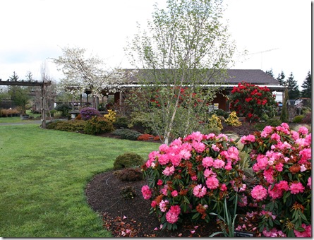 Rhododendrons and more at Singing Tree Nursery