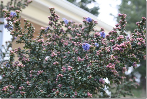 Ceanothus 'Dark Star'