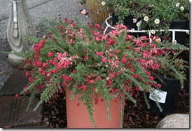 Grevillea 'Coastal Gem'