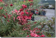 Grevillea lanigera 'Coastal Gem'