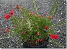 Grevillea rosmarinifolius 'Scarlet Sprite'