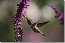 Hummingbird on Salvia leucantha photo by Kjunstorm on Flickr via CC Attribution License