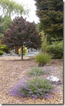 Nepeta faassenii used in a Trinidad, CA garden