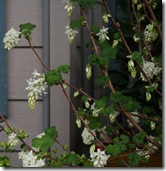 Ribes sanguineum 'Alba'