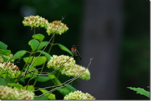 Ruby throated hummingbird, photo by jmwests on Flickr via CC Attribution license