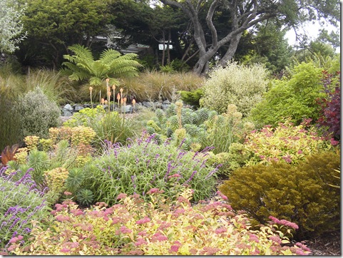 Salvia leucantha used in this pretty Trinidad, CA garden