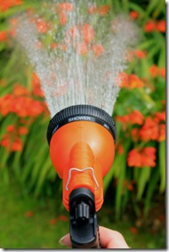 A gentle shower is best to keep soil from becoming compacted
