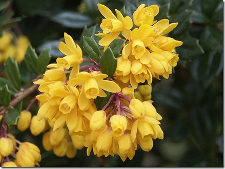 Berberis darwinii photo by scott.zona on Flickr via CC Attribution License