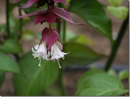 Leycesteria formosa