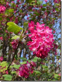 Ribes sanguineum photo by Smoobs on Flickr via Creative Commons Attribution License